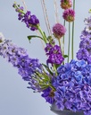 Purple Delphinium