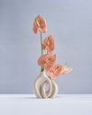 Peachy Anthurium